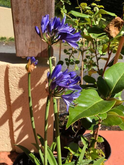 La Boetienne Appartement Jardin A Sarlat ภายนอก รูปภาพ
